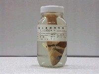 藏品(橫斑刺鰓鮨)的圖片